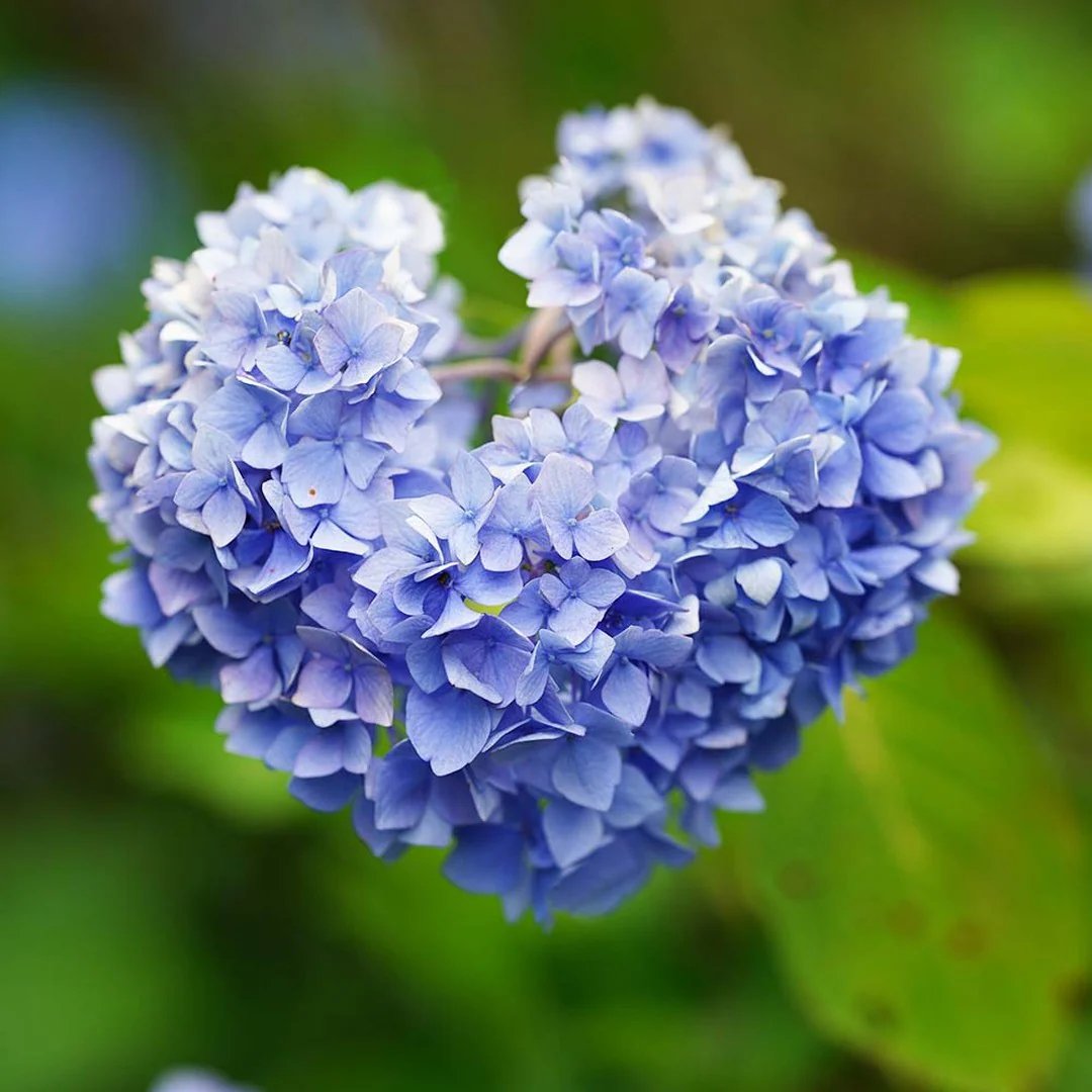 ⛩️ 바위산 신사 (이소야마 진자) 이미지 8